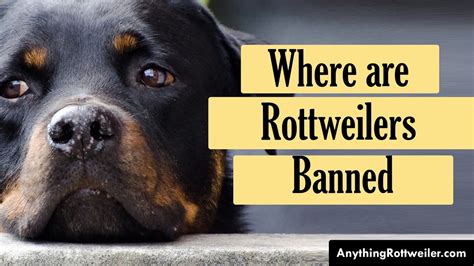 why rottweiler is banned